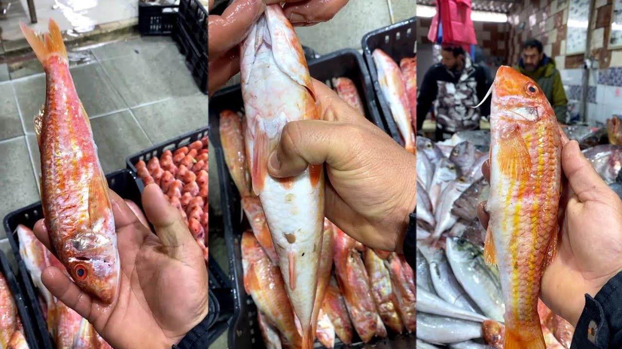 ينعم الإخوة في ليبيا ببحر مليء بالخيرات من أسماك و رخويات و بجودة عالية ما شاء الله،صلوا عالنبي