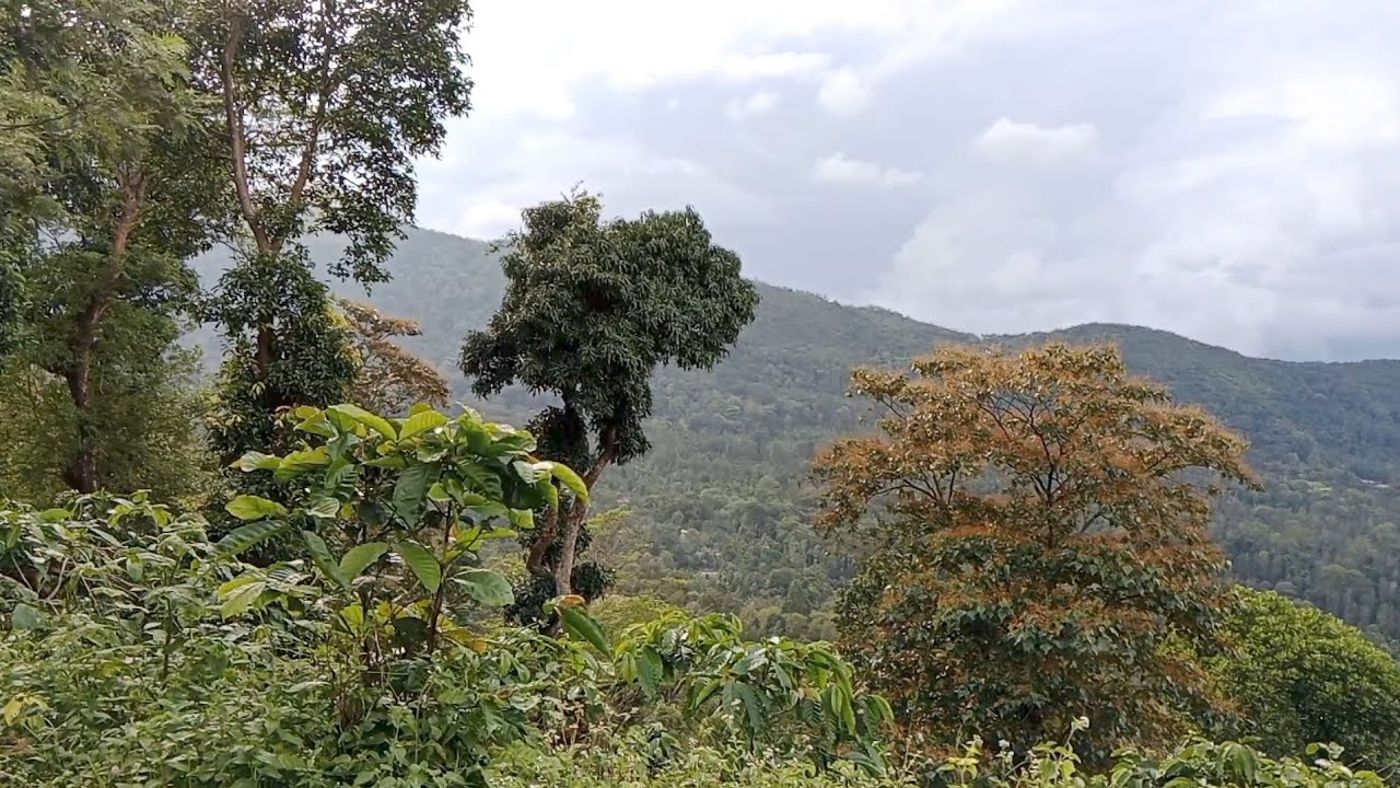 Jungle vibes of Western ghats....💚 #wildlife #nature 