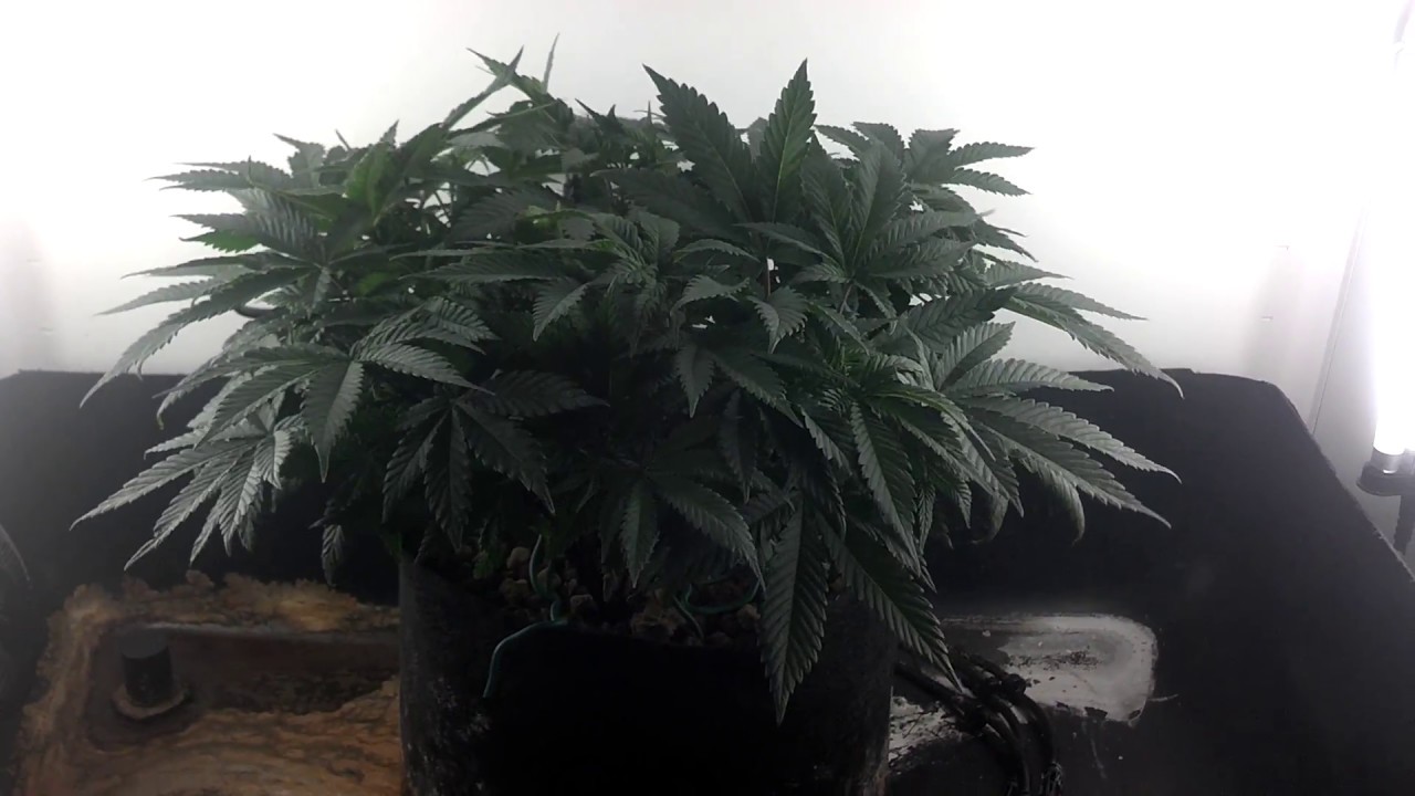1st Grow - Flower Day 1 Week 1