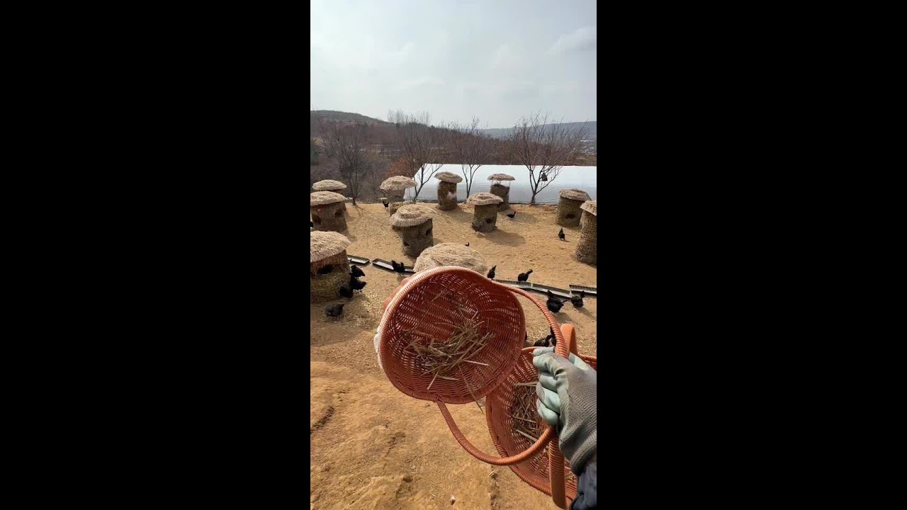 我养的鸡真的不喂抗生素 不喂饲料 只喂粮食灵芝人参等中药 不信拉倒 骗人出门被车撞。给宝宝吃 孕妇吃 老人吃 病人吃 但是很难抢到 主号每个单日晚上七点店铺上架 一般上架一秒钟就没了 四月初新的一批
