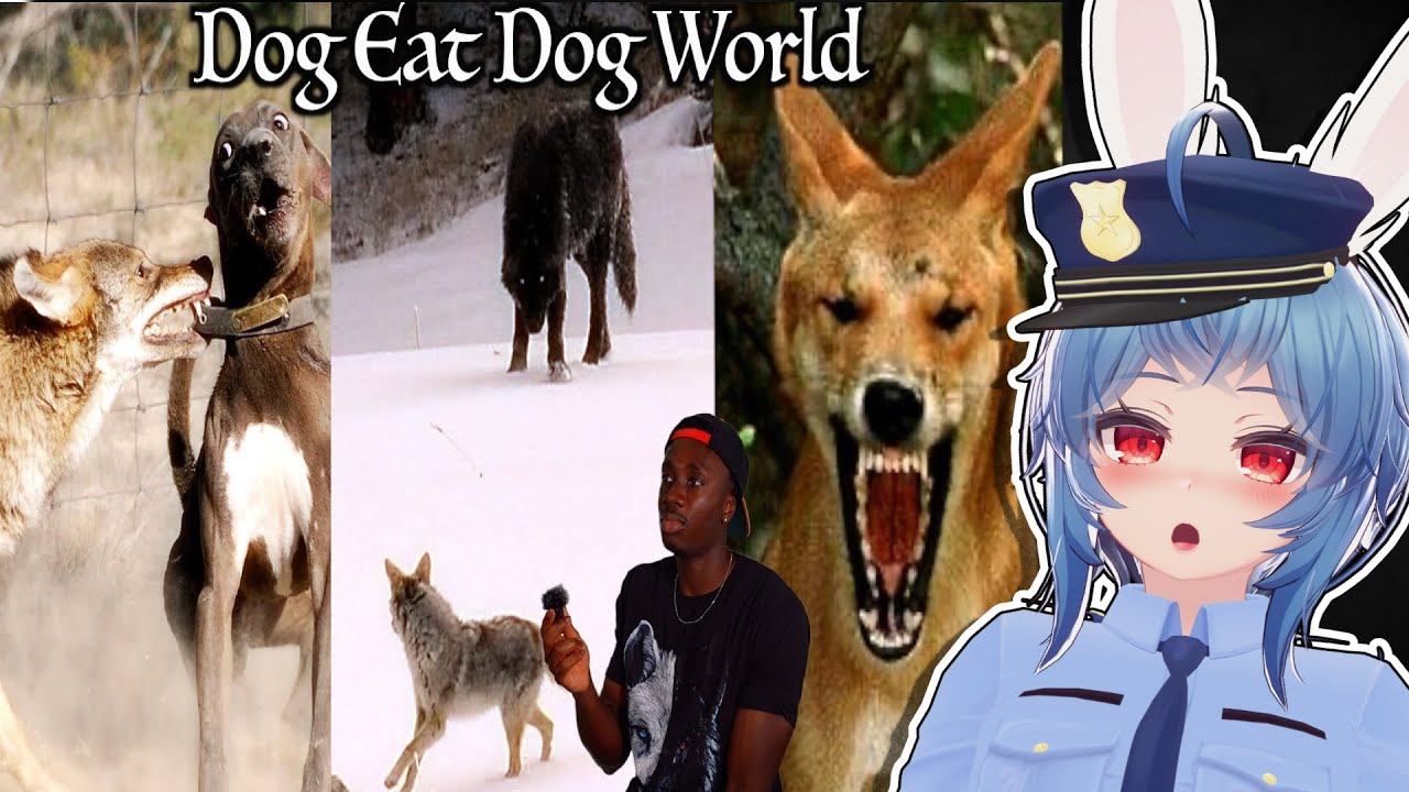 The Candid Affairs of the Canine Family -  Casual Geographic Reacts
