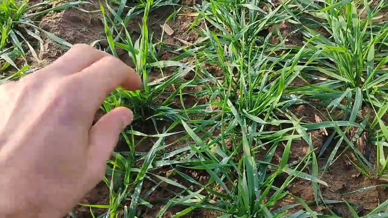 2025 FINISH!🎉 - határjárás /búza/