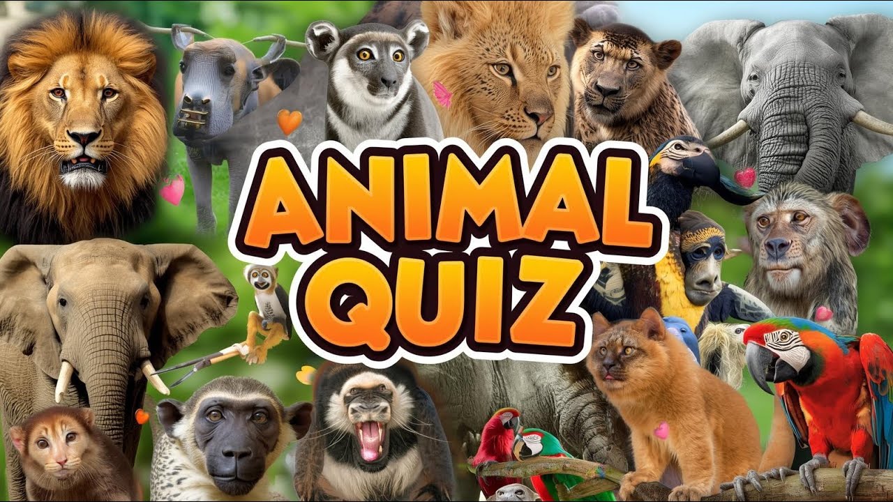 Animal quiz