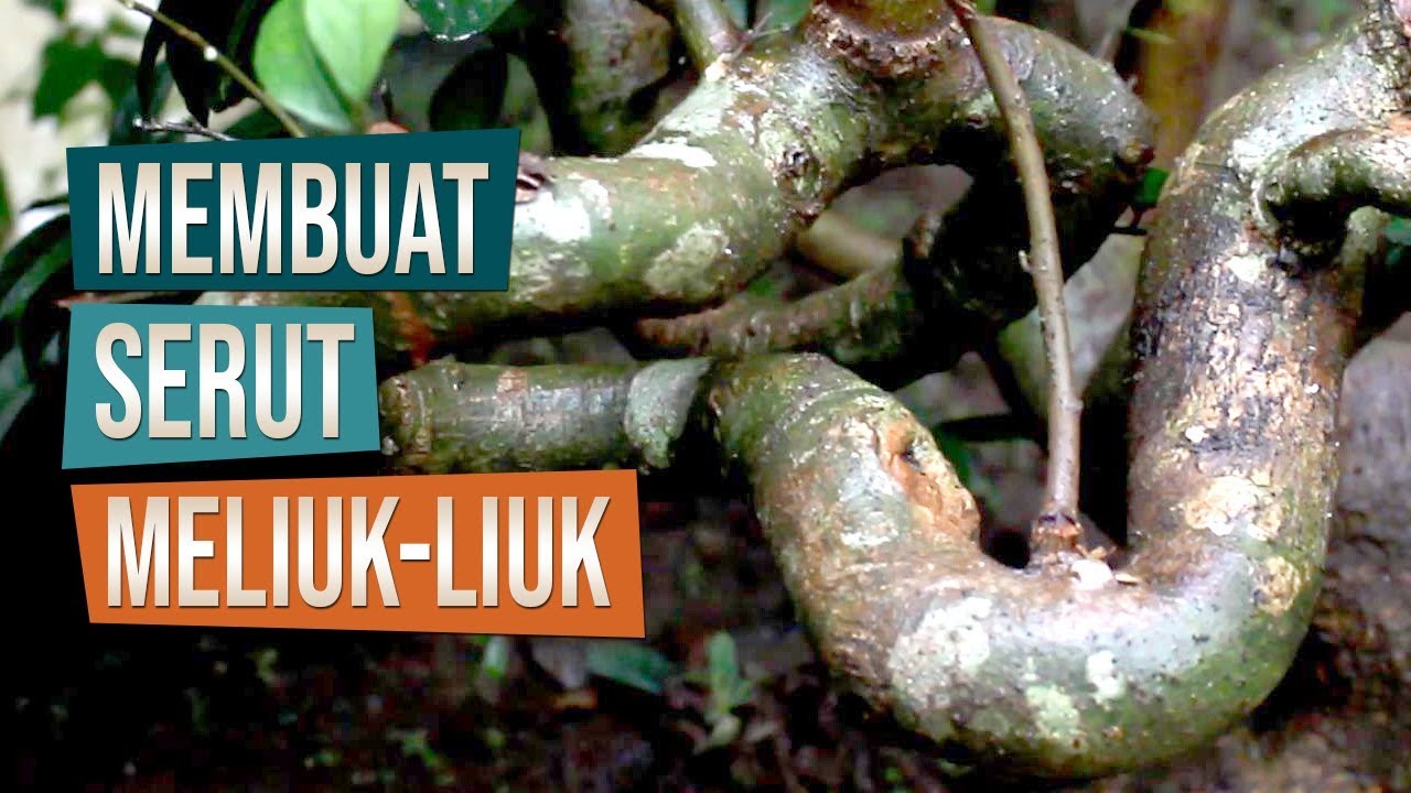 Cara Membuat Bahan Bonsai Serut Meliuk-Liuk Bersama Mas Bowo Dari Nanggulan, Kulonprogo, Yogyakarta