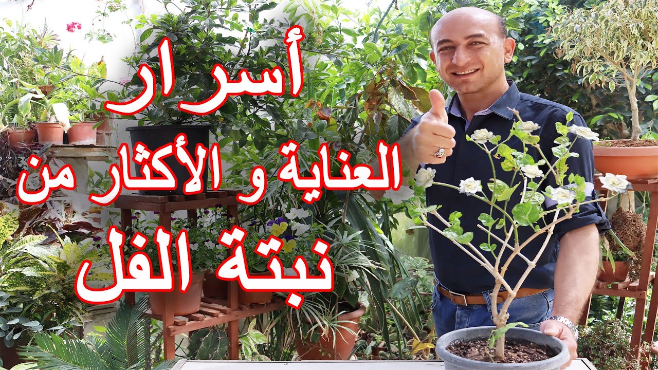 العناية و الاكثار من نبتة الفل (الرازقي), Care and Propagation of the Jasmine Plant