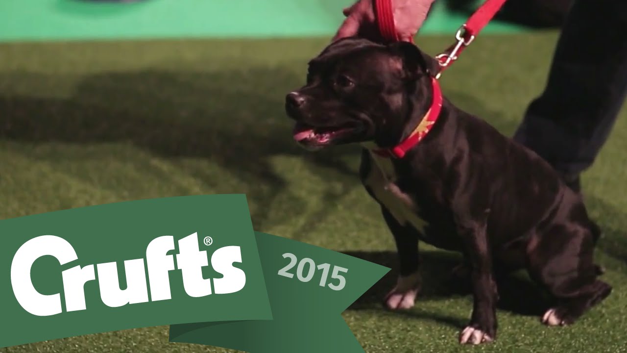Behind the Scenes with the East Anglian Staffordshire Bull Terrier Display Team | Crufts 2015