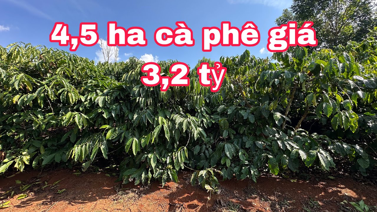 4,5 Ha Cà Phê Giá Rẻ 