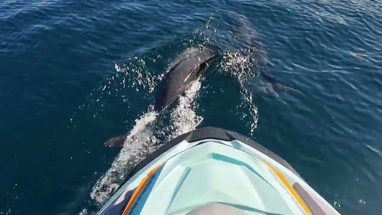 Sortie dauphins tahiti