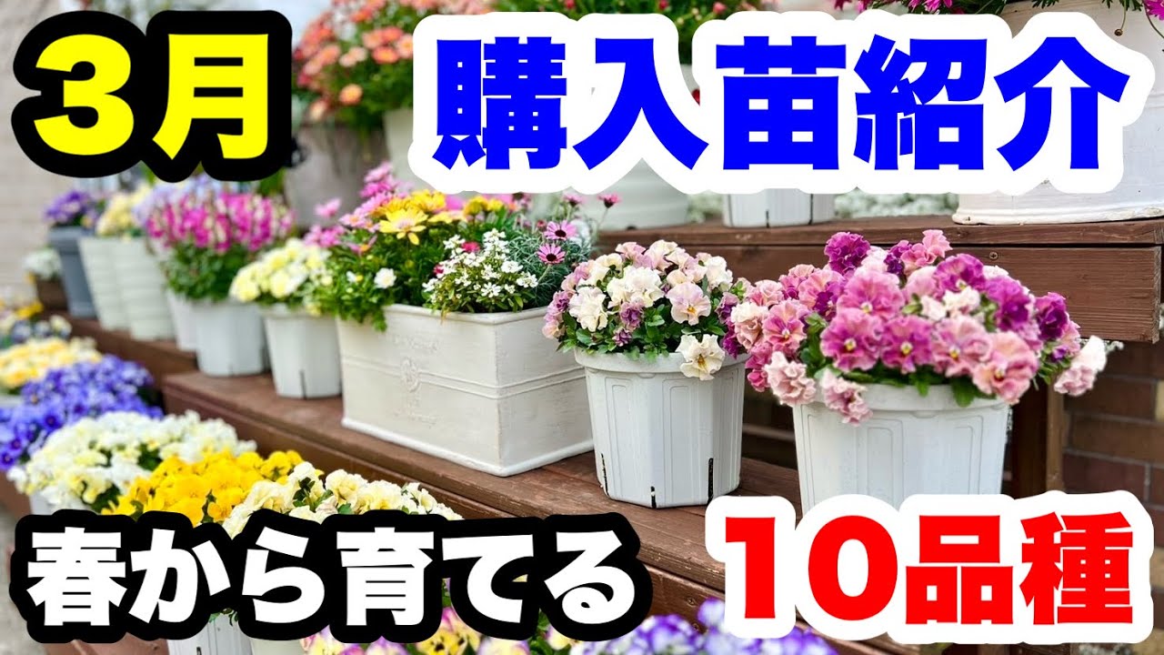 ◆春はこれ育てます！【３月 購入苗】10品種一挙公開！