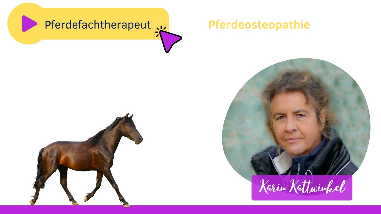 So wirst Du Pferdefachtherapeut | PFERDEOSTEOPATHIE | Karin Kattwinkel