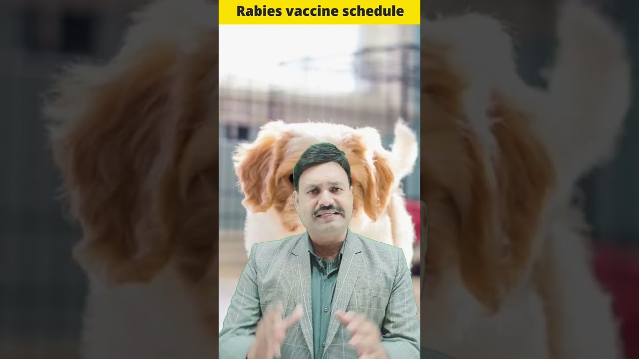 Dog Rabies Vaccine Schedule #ramawatdogcare #shortvideo
