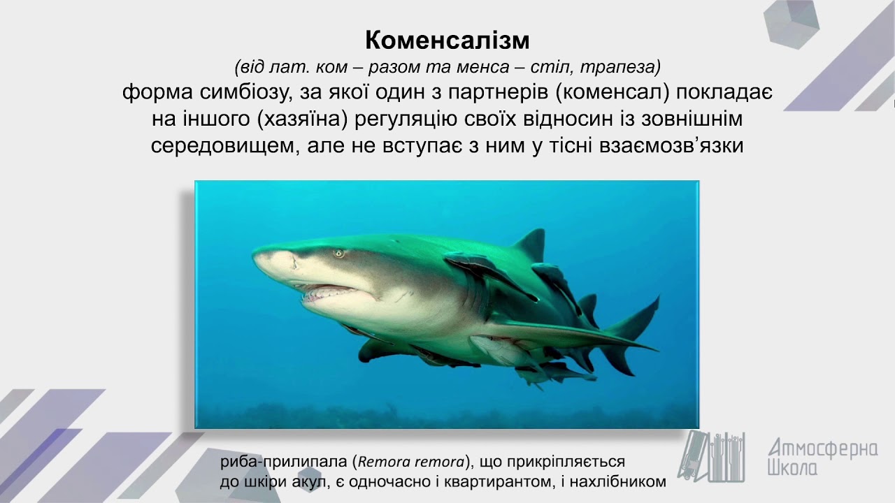 Бiологiя 11 клас. Симбіоз та його форми