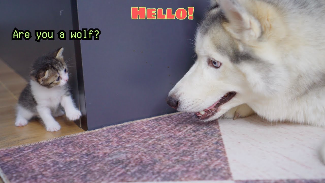 How My Husky Became Friends With a Tiny Kitten!