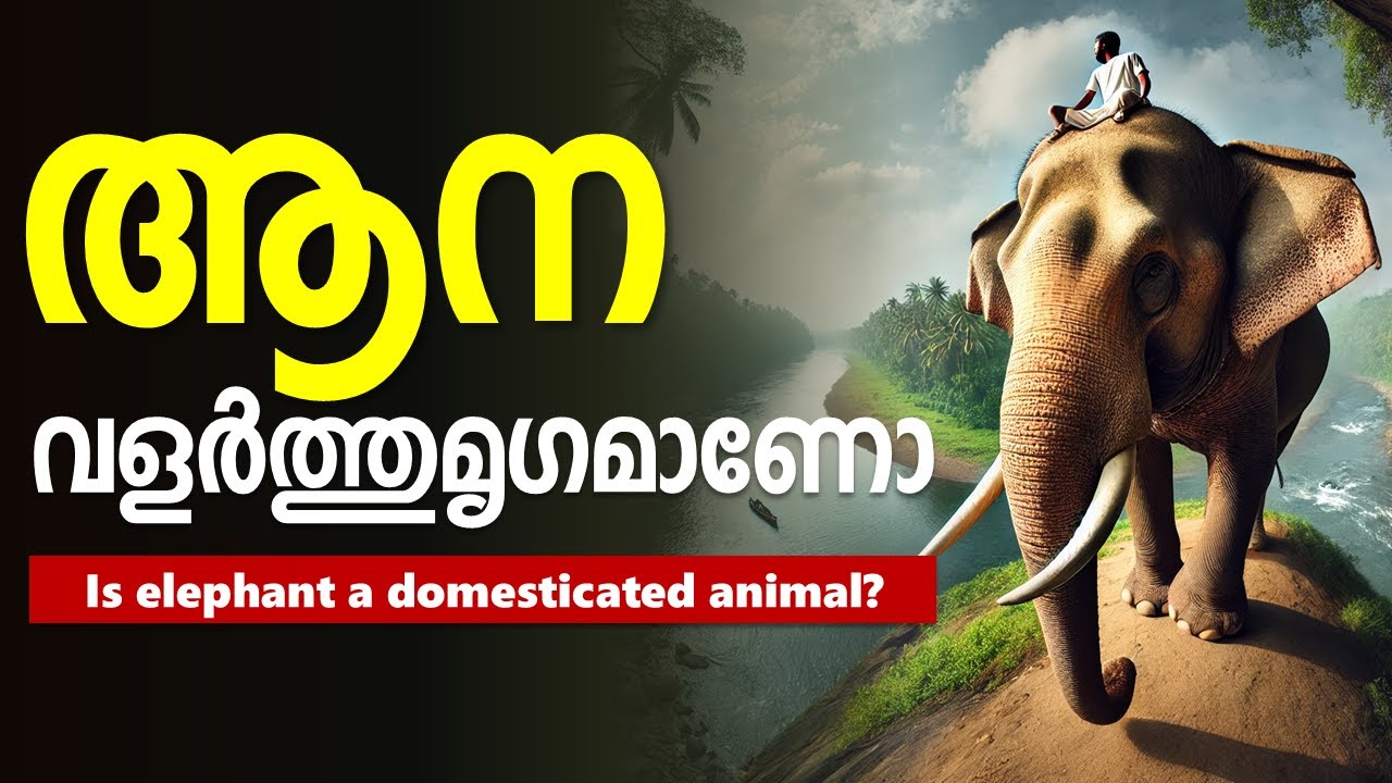 എല്ലാ മൃഗങ്ങളേയും ഇണക്കിവളർത്താൻ പറ്റില്ല, എന്തുകൊണ്ട്?