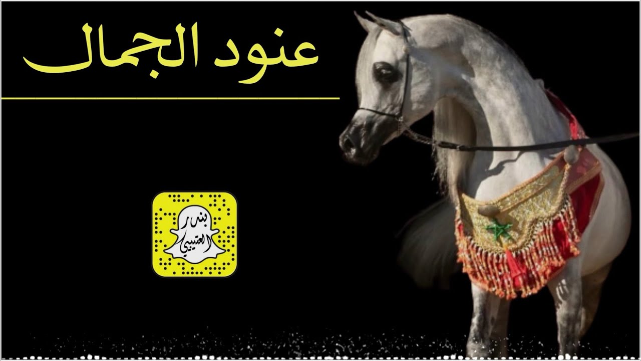 عنود الجمال اداء ماجد الرحيمي 2025 حصرياً