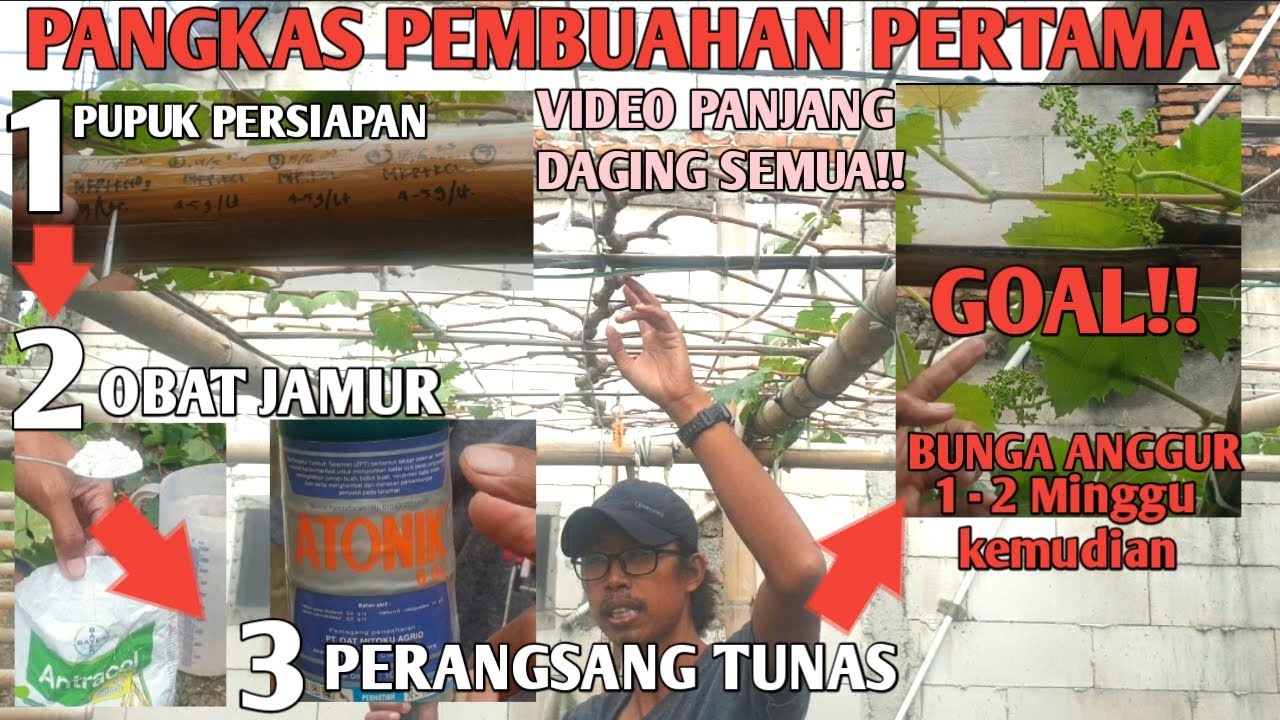LENGKAP !! CARA PANGKAS PEMBUAHAN ANGGUR BERHASIL BERBUAH (PUPUK,FUNGISIDA,ZAT PERANGSANG TUNAS)