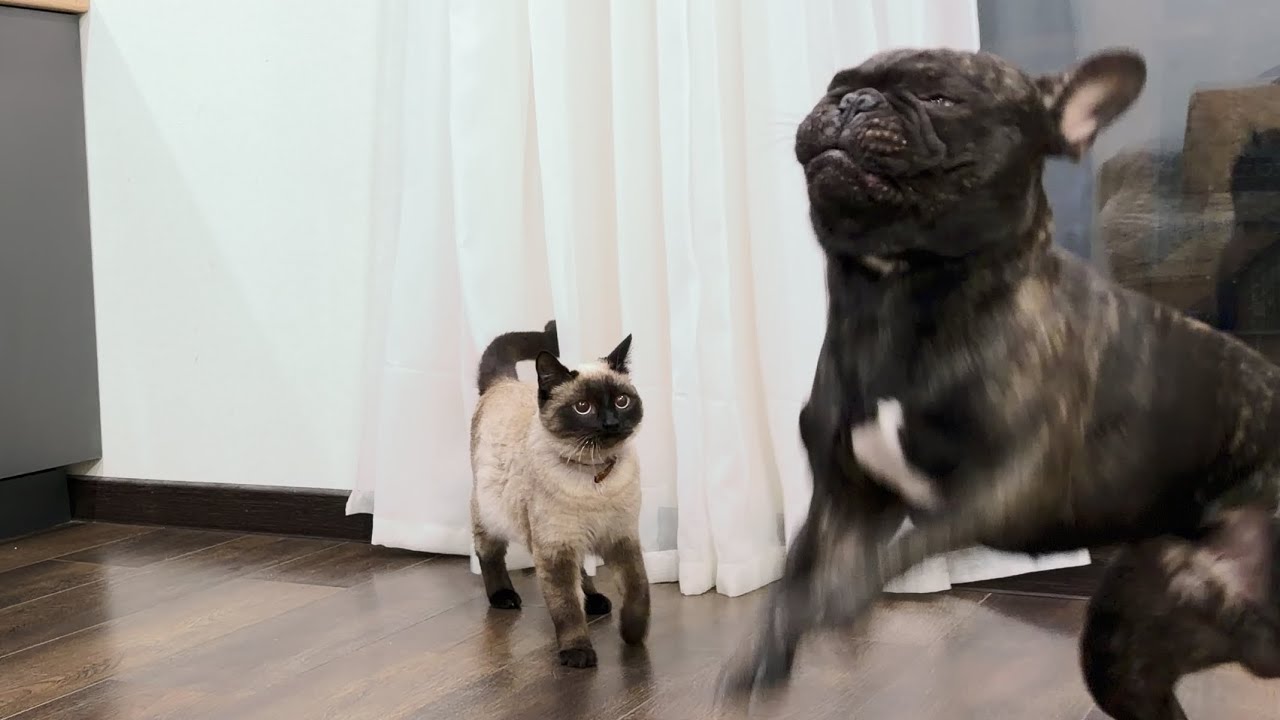 The Cat Who Rules the House