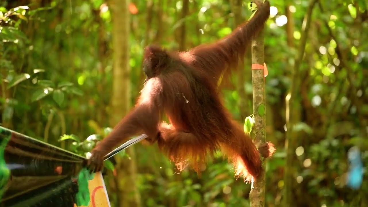 Orangutan Mary finds forest freedom