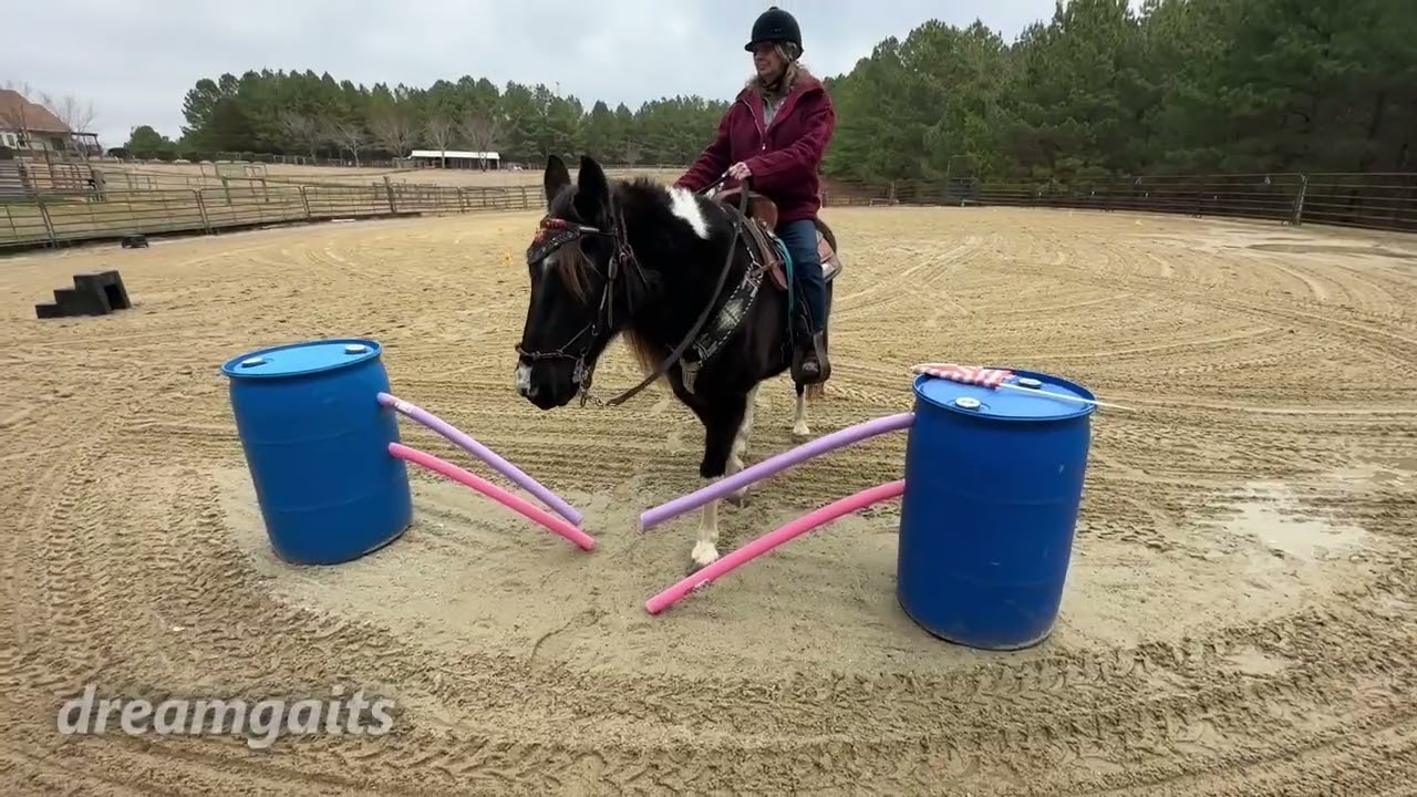 Riding Lesson 2 Adult Practical Beginner Riding Lesson #horse #horseriding #horses #bucketlist