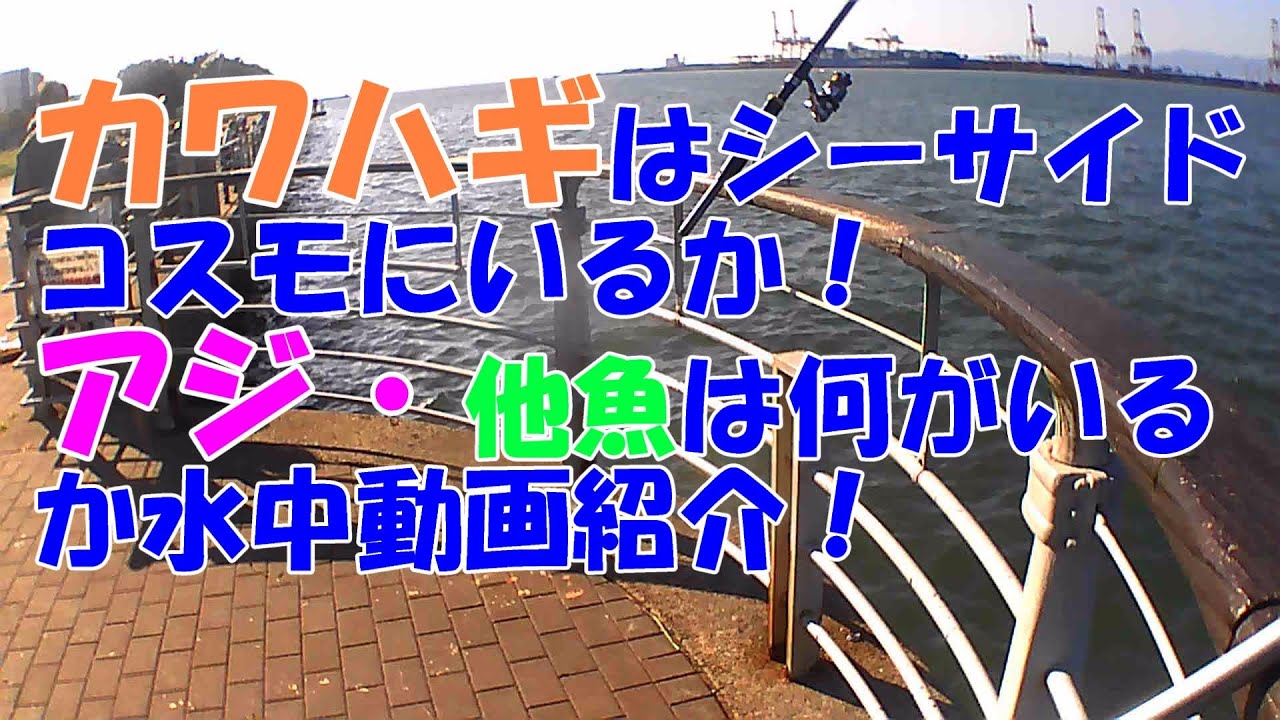 シーサイドコスモの水中動画でカワハギ・アジ・他魚いるか紹介！