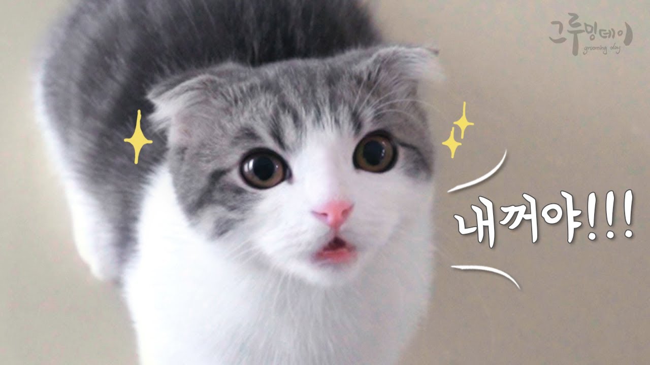 말대꾸하는 먼치킨 고양이 코비 (귀여움주의) talking cat