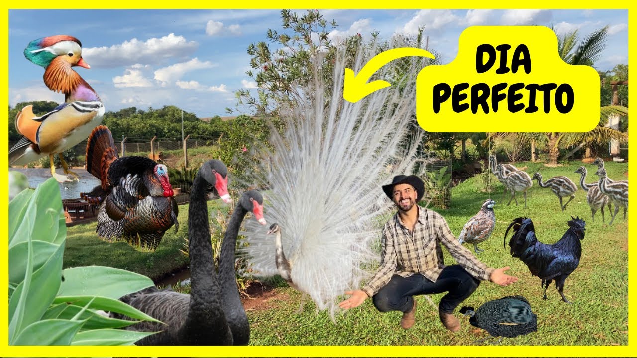 Rotina em Um Criatório com Muitas Aves Ornamentais @Quinta do Couto | Gutejando