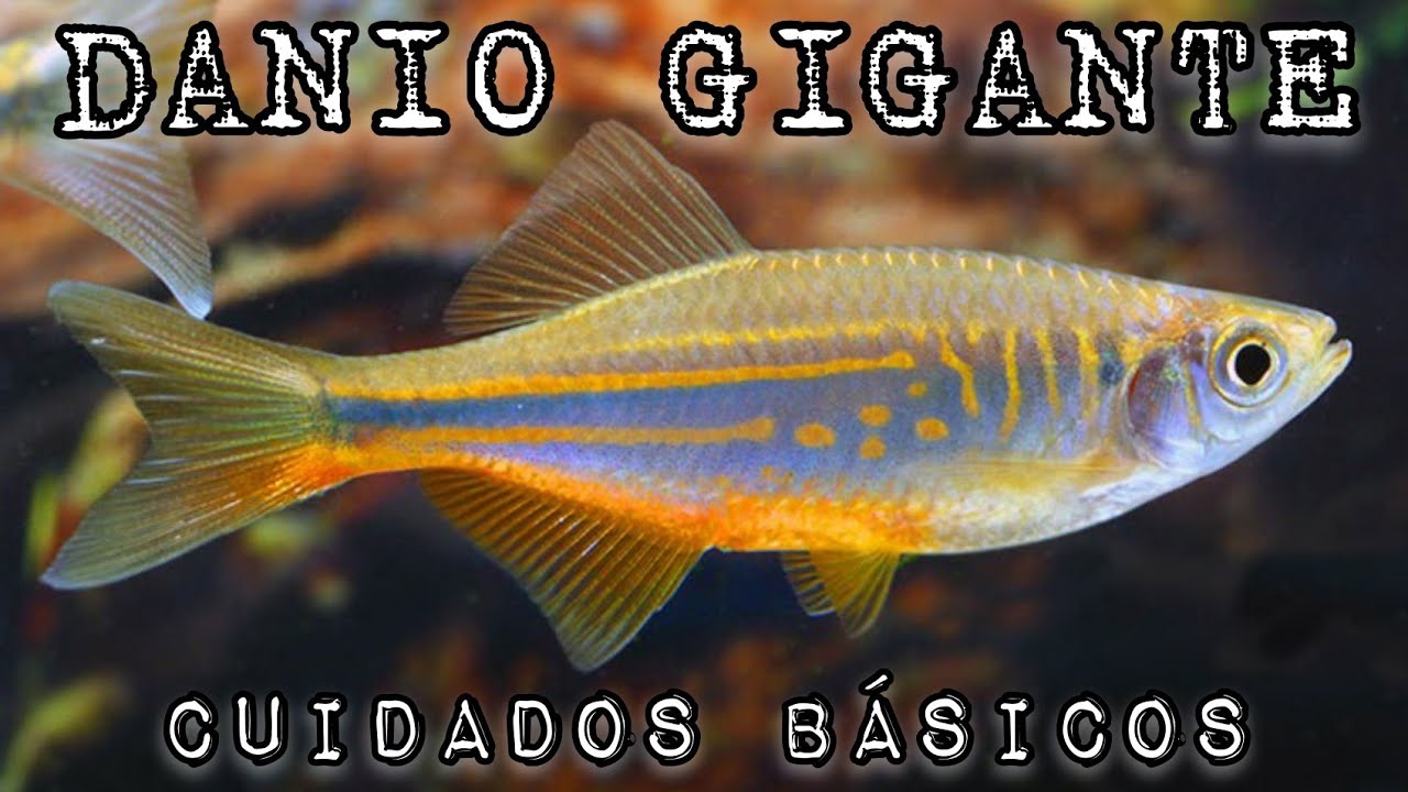 CUIDADOS DEL PEZ DANIO GIGANTE (Devario Aequipinnatus) Giant Danio