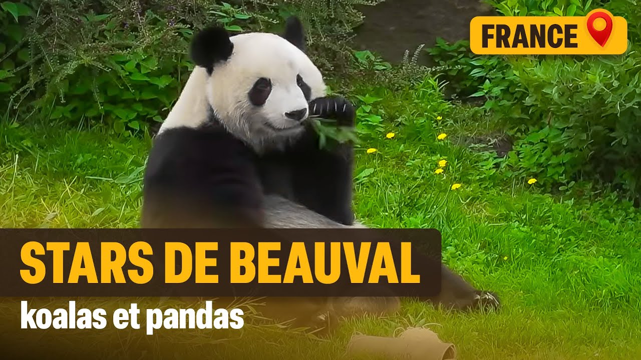 La success story du zoo de Beauval