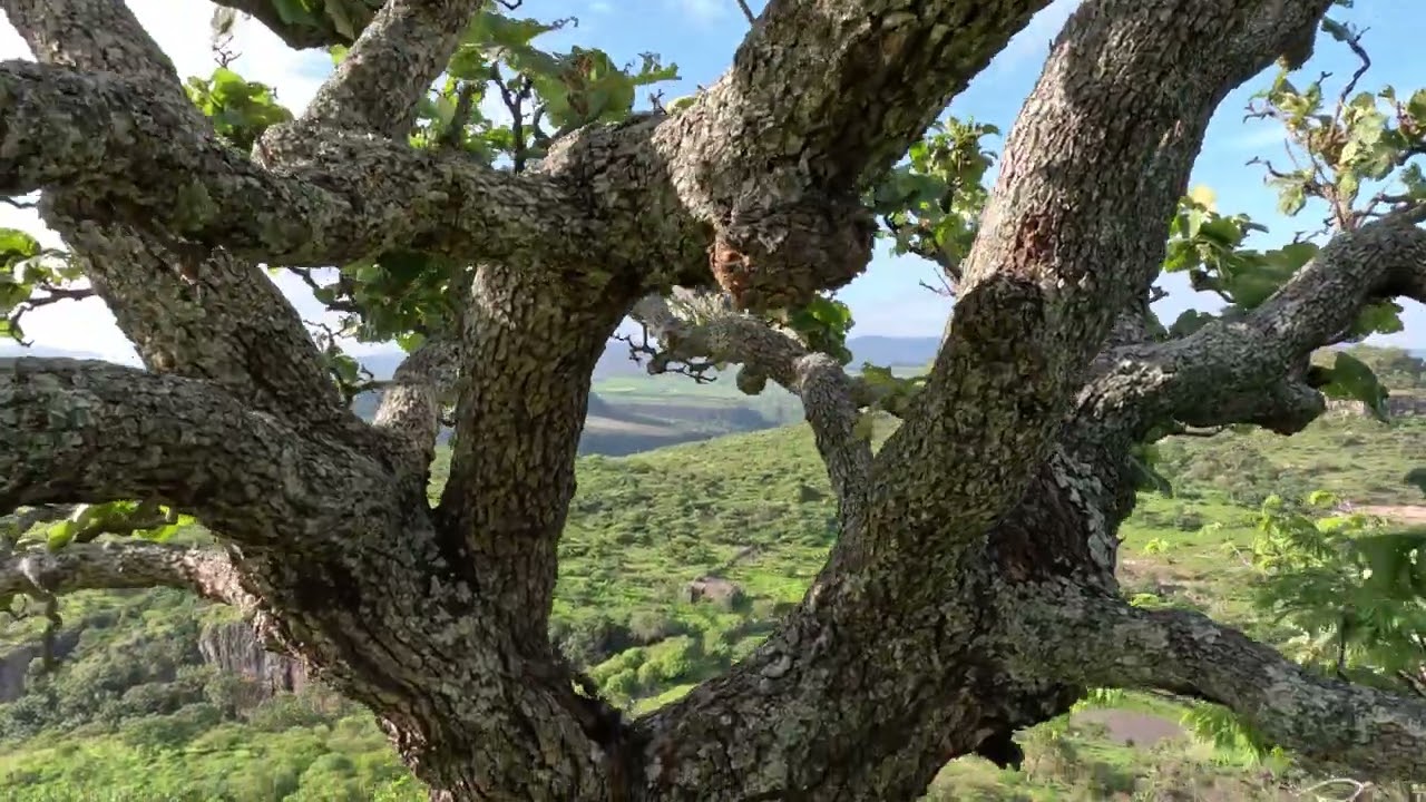 Sendero en el sur de Zacatecas