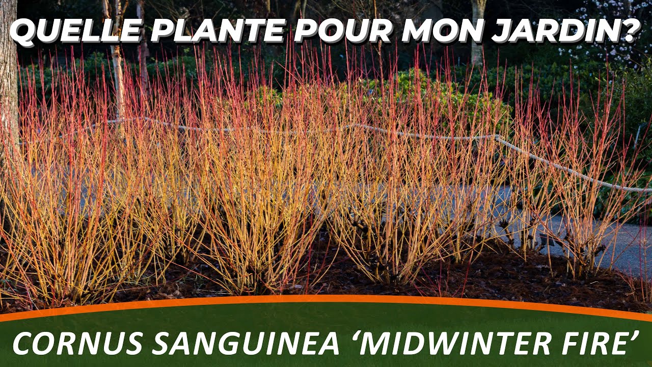 CORNOUILLER SANGUIN 'MIDWINTER FIRE' - Quelle Plante Pour Mon Jardin?