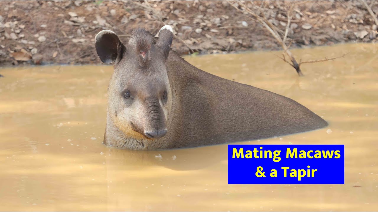 Macaws Mating & First Tapir Sighting! | Final Day in Brazil’s Pantanal Jungle