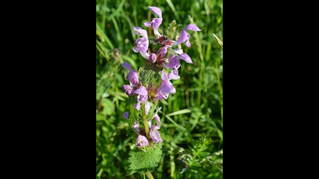 LAMIUM (ORTIGA MUERTA) PLANTAS MEDICINALES