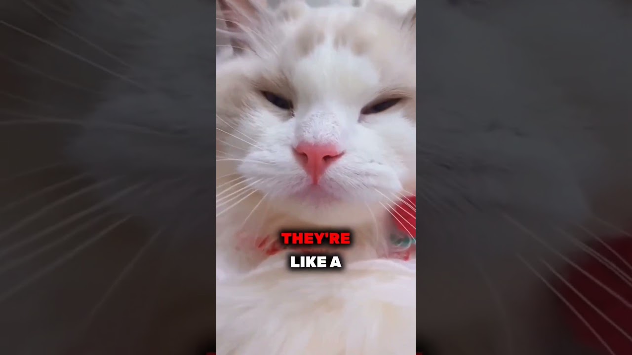 The Hidden Surprise in Every Kitten's Eyes! 👀