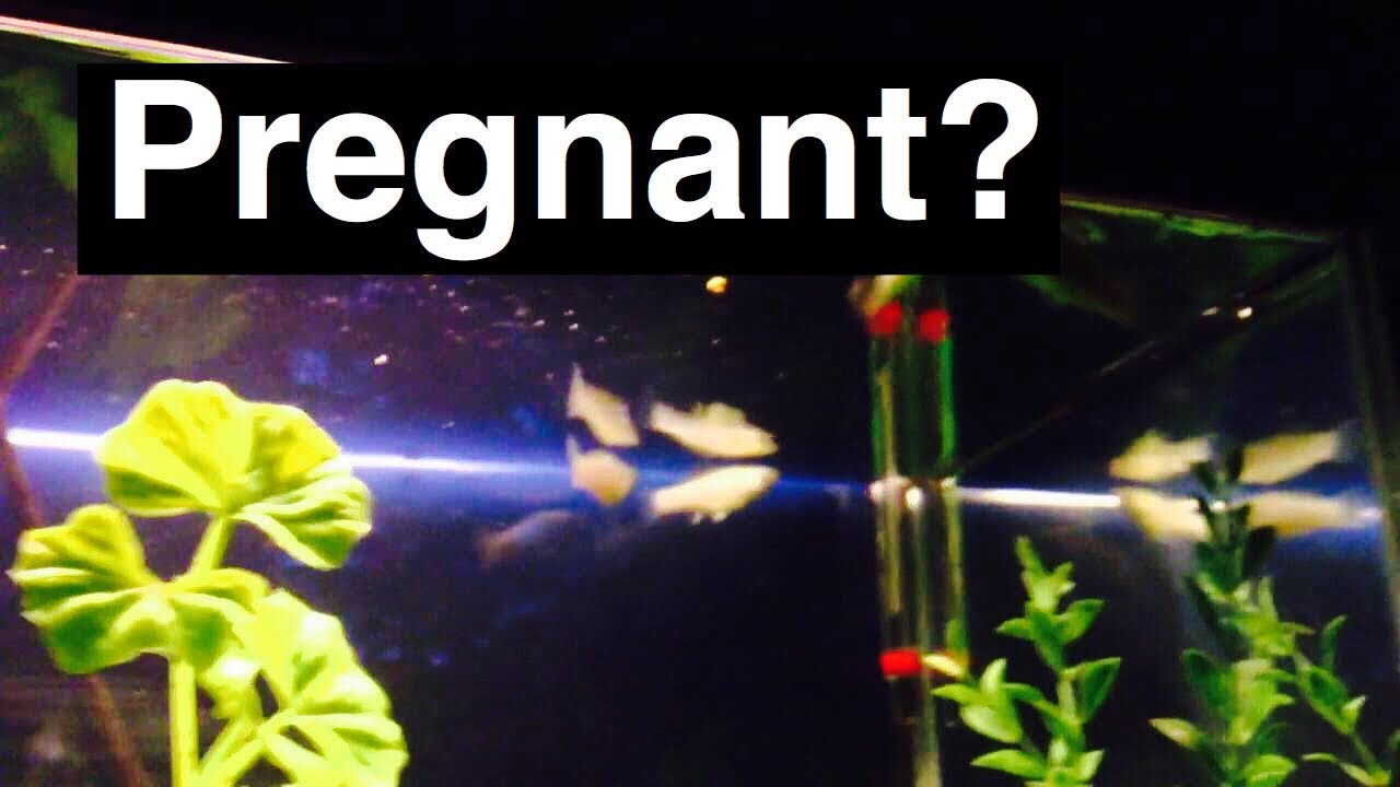 Pregnant Molly Fish? Babies? What to Do
