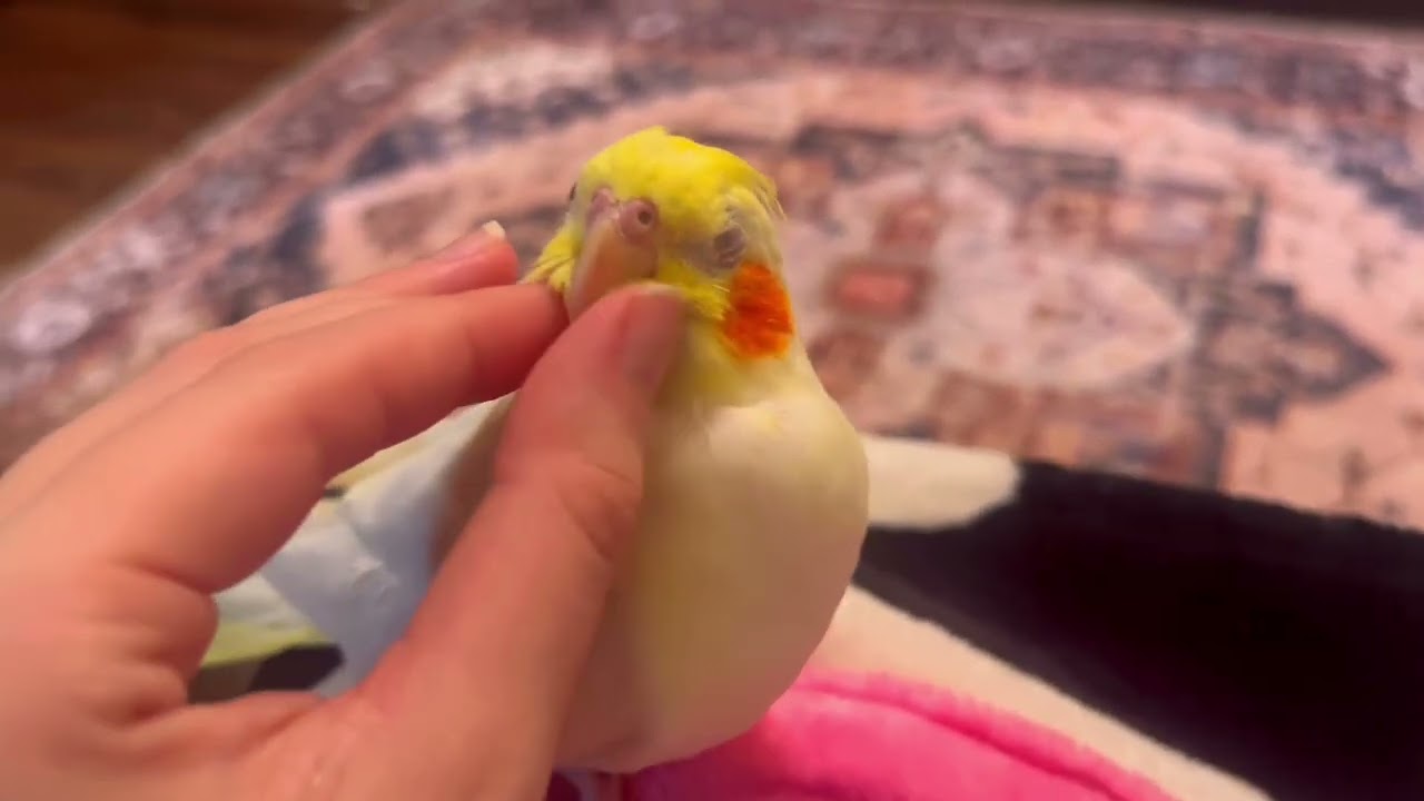 Cute Cockatiel gets RELAXING Scratches ❤️