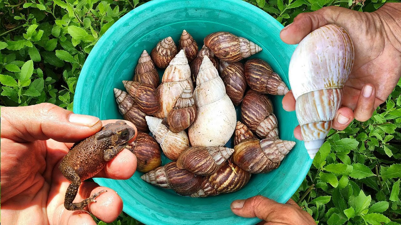 HUNTING! Mencari Keong Bekicot Dan Kodok Lucu [Bekicot Keong Siput & Kelomang]