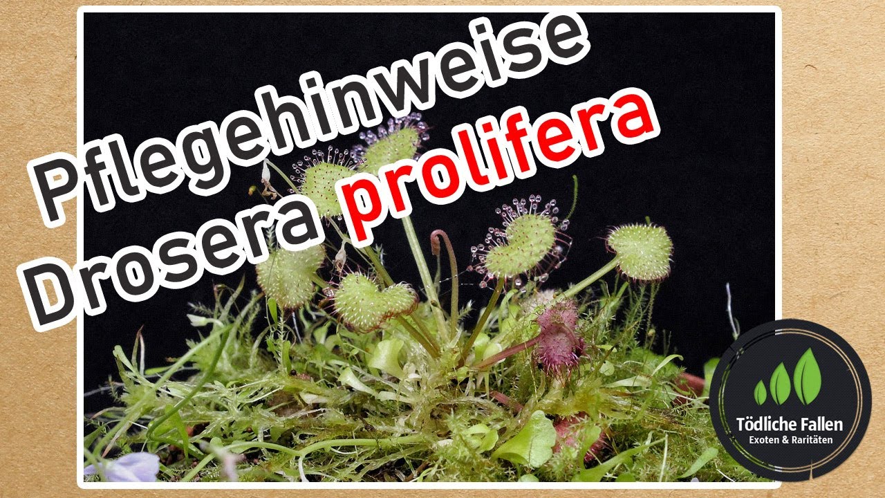 Pflegehinweise Drosera Prolifera