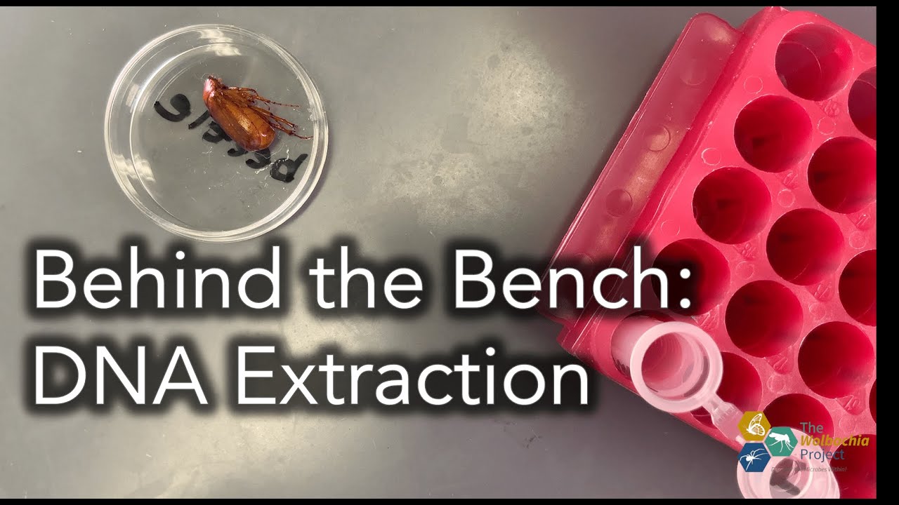 Behind the Bench: DNA Extraction with Qiagen DNeasy Blood & Tissue Kit (Product 69504)
