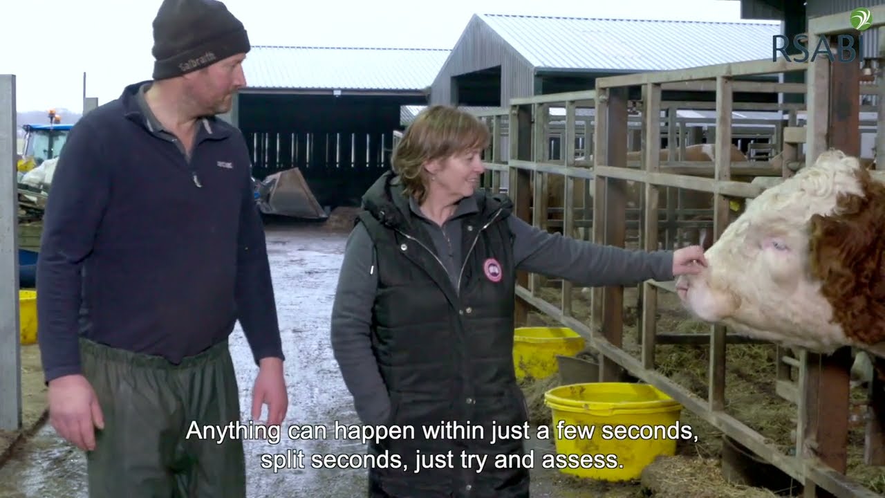 Couple Highlight Safety When Working with Livestock