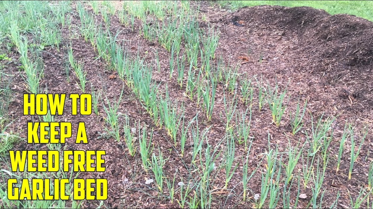 Why You Show Keep Your Garlic Patch Weed Free