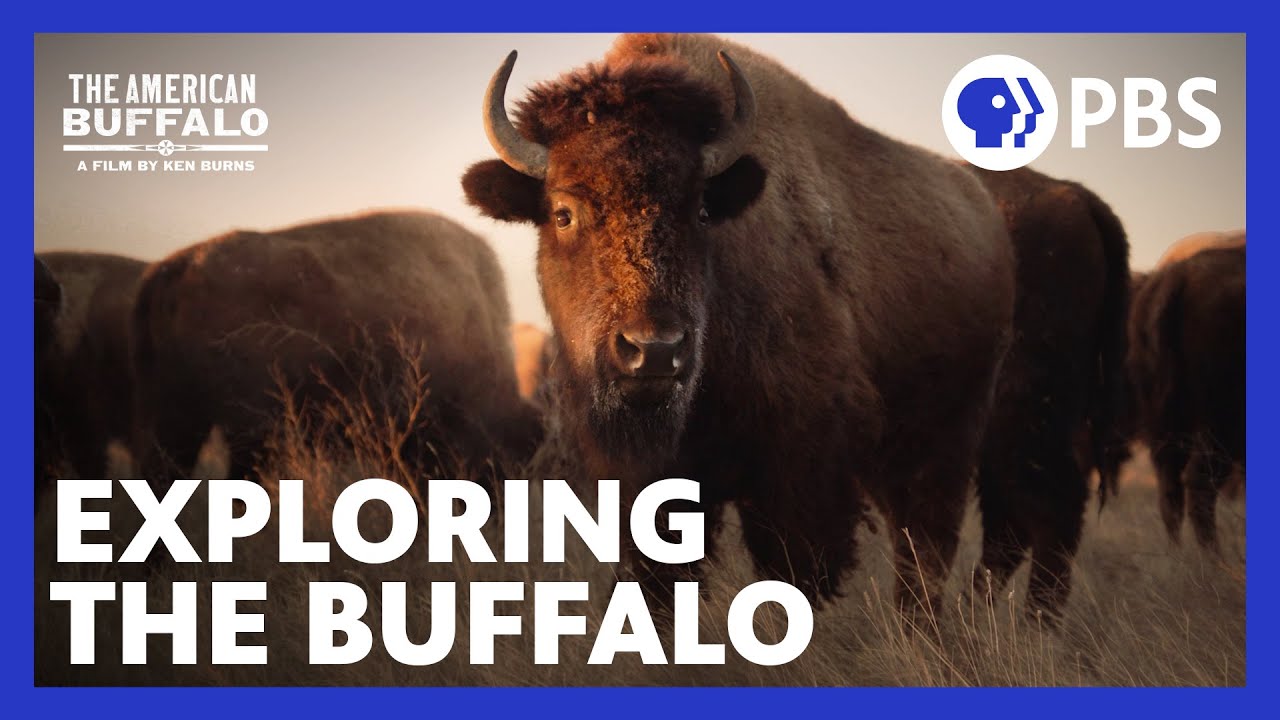 The American Buffalo | Exploring the New Documentary from Ken Burns | PBS