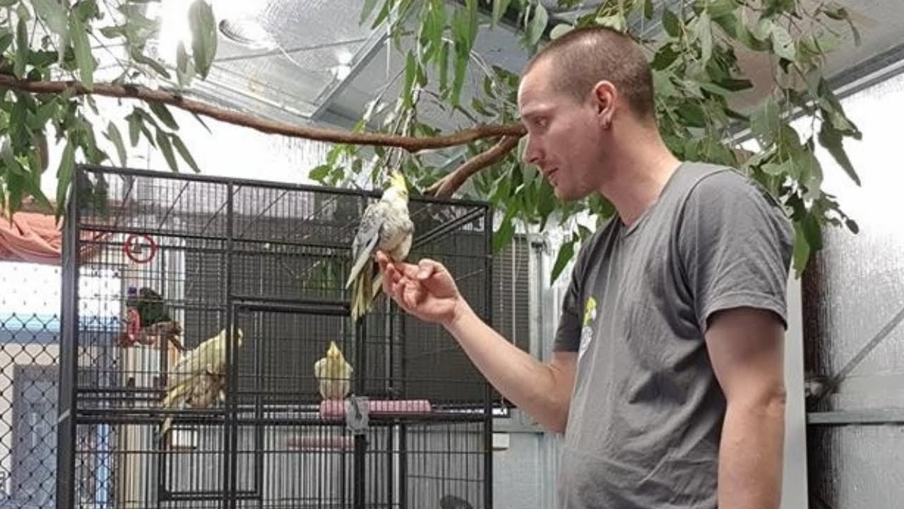 See inside our Bird Room and New Baby Cockatiels