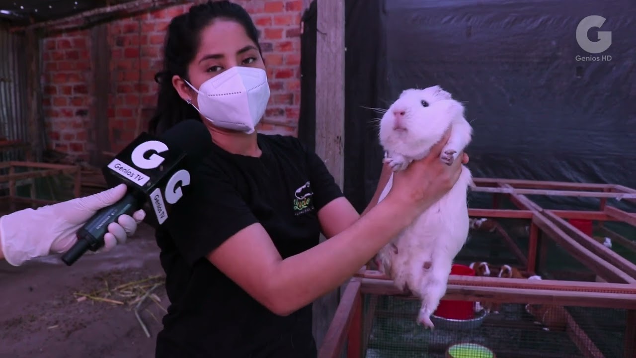 Crianza de Cuyes de raza kuri en Moyobamba en el centro de crianza tecnificada de animales menores