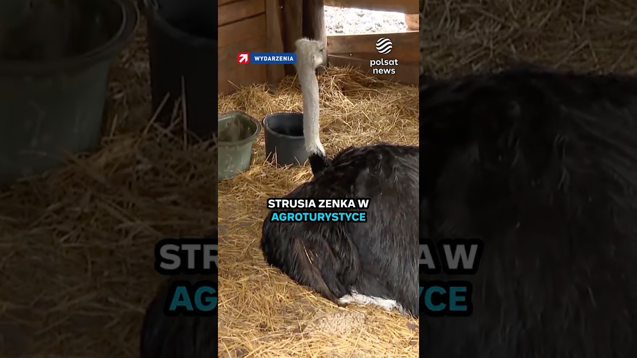 Skatował strusia Zenka. Wyrok 7 lat pozbawienia wolności