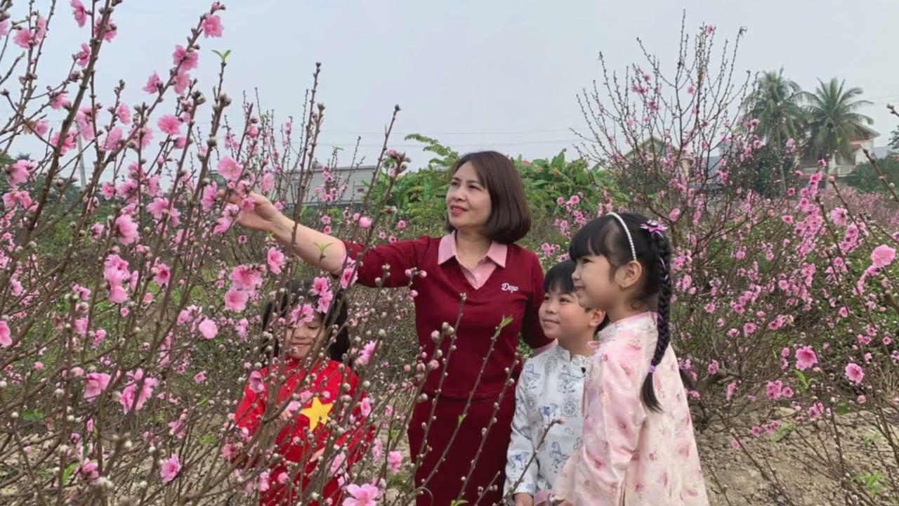 Trải nghiệm vườn đào   Gói bánh chưng