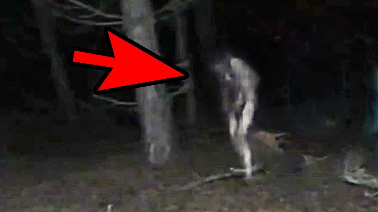 5 Mysterious Creatures Caught On Camera : Top 5 STRANGE Creatures