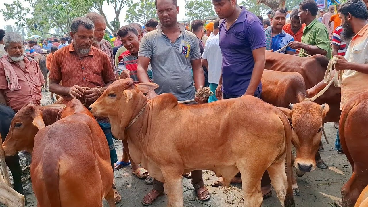 ২২ ফেব্রুয়ারি 2026 | হঠাৎ আমদানি ভরপুর শাহীওয়াল জাতের ষাঁড় বাছুর গরুর | জয়পুরহাট | নতুন হাট থেকে