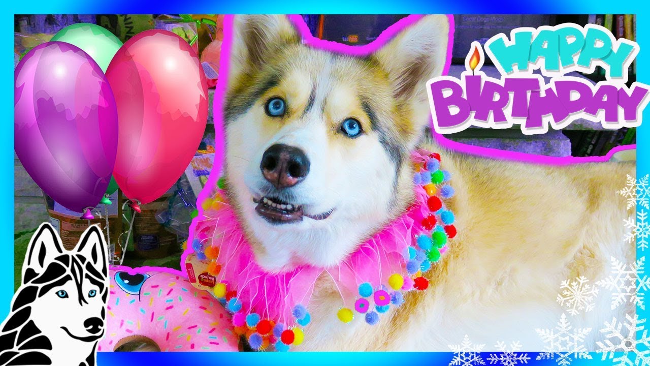 HAPPY BIRTHDAY SHELBY THE HUSKY 10th Birthday