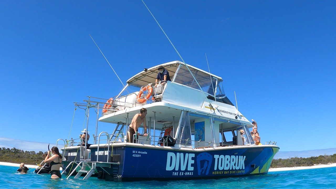 Hervey Bay Whale Watching & Swimming | Fraser Island QLD