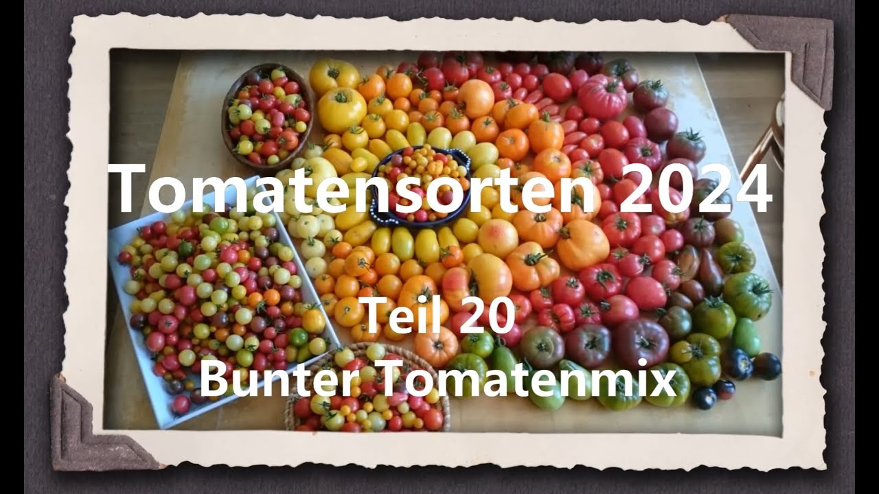Tomatensorten 2024 Teil 20 - Bunter Tomatenmix